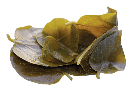 CAPER_LEAVES.png