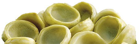 artichoke-bottoms.png